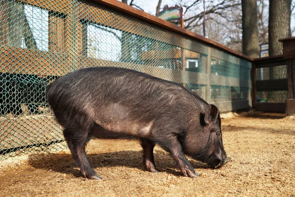 Милая смешная свинья — стоковое фото