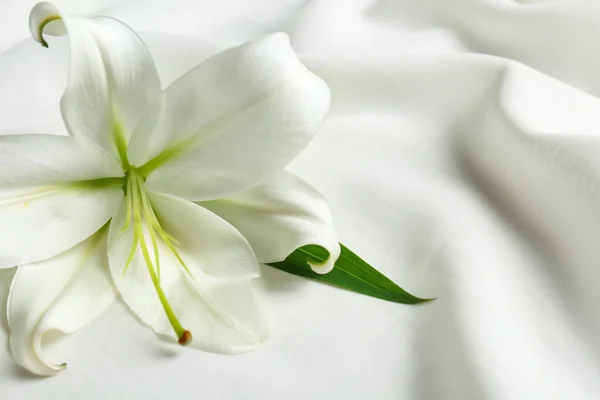 Beautiful white lily — Stockfoto