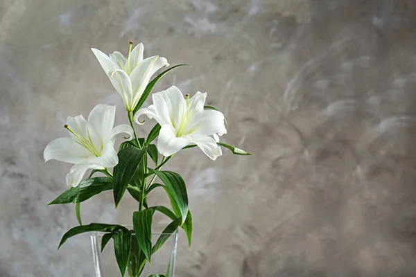 Beautiful white lilies — Stock Photo, Image