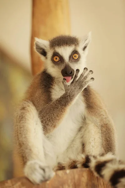 Ładny zabawny ogoniasty lemur — Zdjęcie stockowe