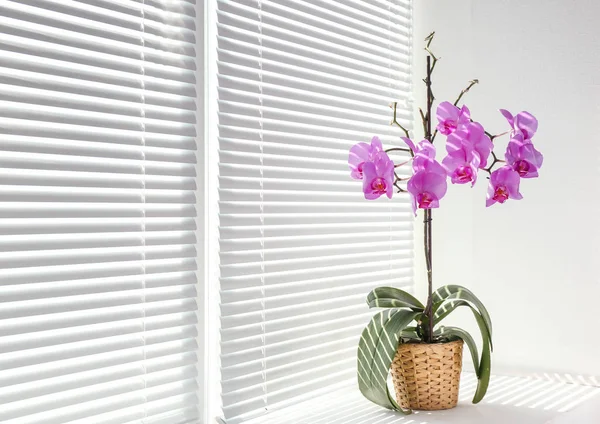 Красива орхідея в горщику — стокове фото