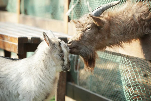 Şirin komik keçi ve çocuk 
