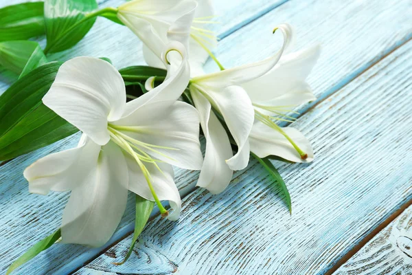 Vackra vita liljor — Stockfoto