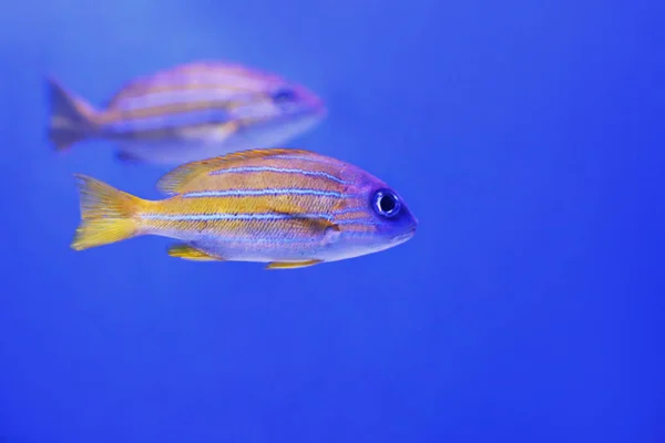 Exotic sea fishes in aquarium — Stock Photo, Image