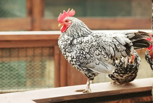 Binnenlandse landelijke pik — Stockfoto