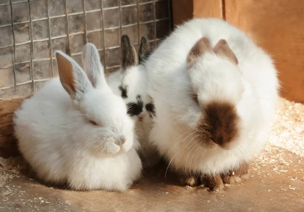 Lindos conejos divertidos — Foto de Stock