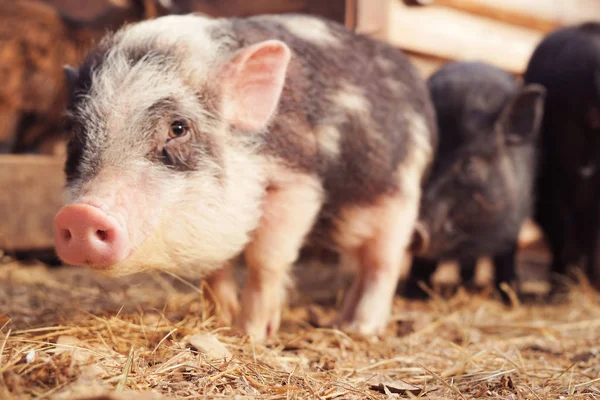 Cute funny pig — Stock Photo, Image