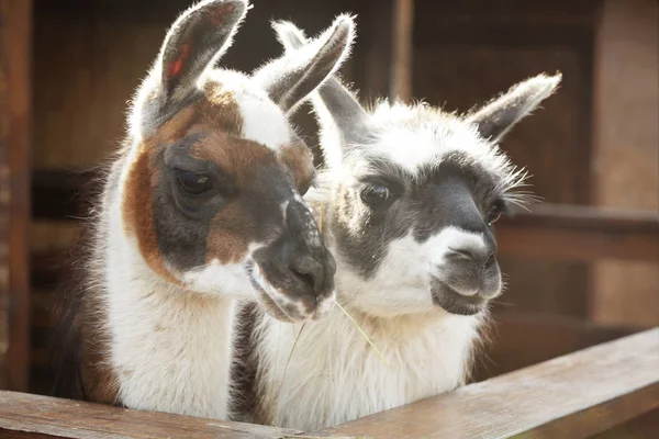 Cute funny lamas Stock Image