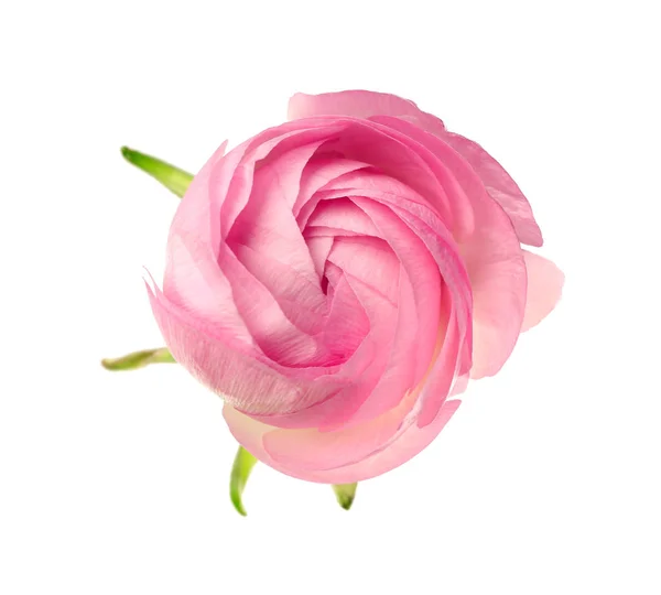 Kwiat piękny Jaskier świeży — Zdjęcie stockowe