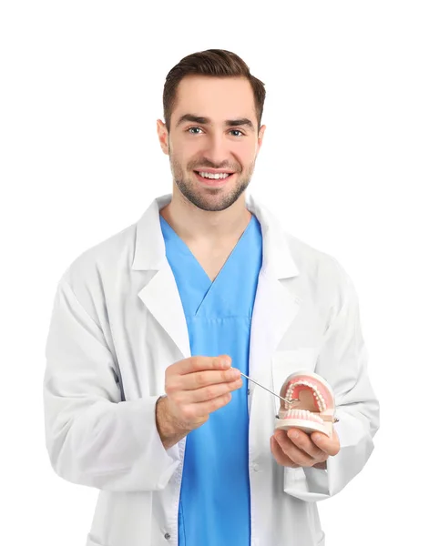 Pohledný mladý zubař s modelem čelist — Stock fotografie