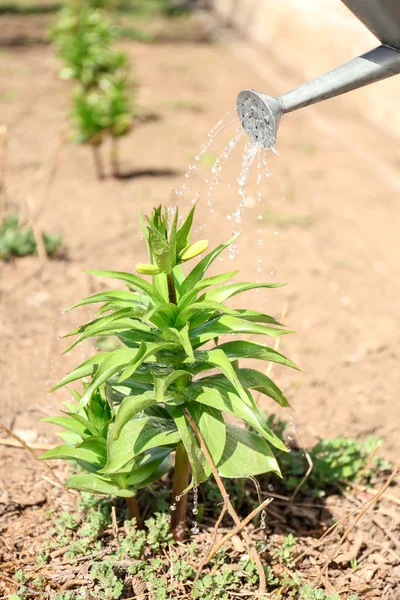 Watering plant in garden — Stock Photo, Image
