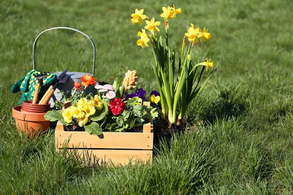 Houten kist met prachtige bloemen — Stockfoto