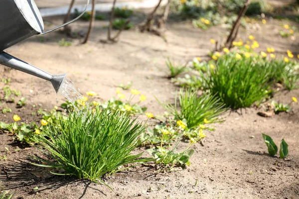 Pflanzen im Garten gießen — Stockfoto