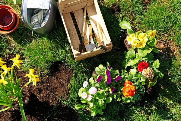 Nyligen planterade blommor i trädgården — Stockfoto