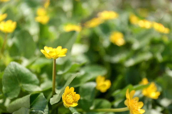 Beautiful yellow flowers on flowerbed — Stock Photo, Image