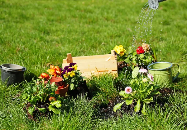 Watering flowers in garden — Stock Photo, Image