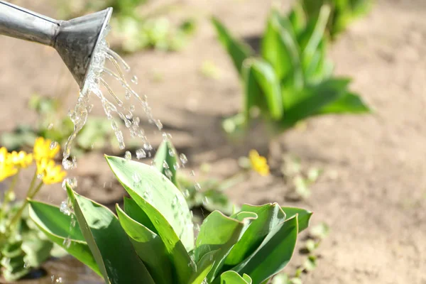 bitkilerde Bahçe Sulama