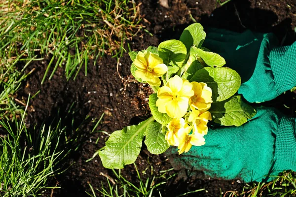 정원에 꽃을 심는 여성 — 스톡 사진
