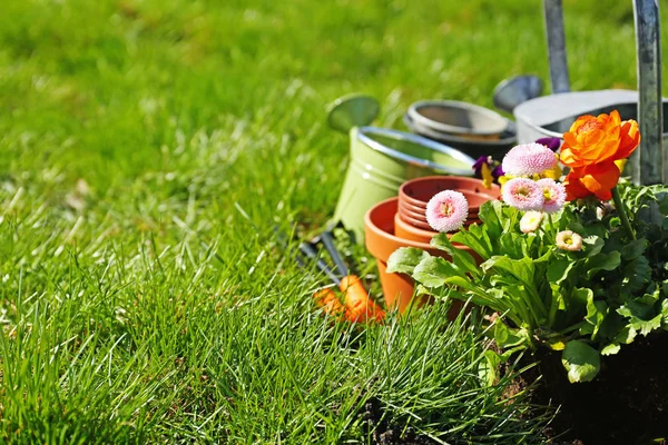 Freshly planted flowers in garden — Stock Photo, Image