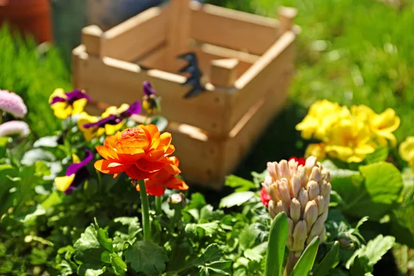 Freshly planted flowers in garden — Stock Photo, Image