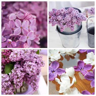 Kolaj güzel Lila çiçek