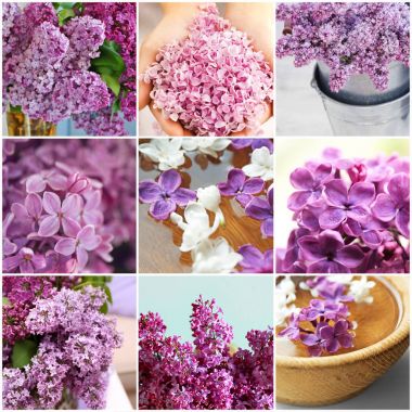 Eflatun çiçekler kolaj