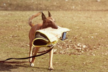 Kol koruyucu kol açık havada ile çalışan köpek