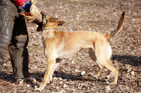 Formation de chien de travail à l'extérieur — Photo