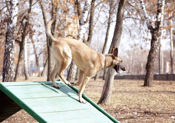 在户外工作犬训练中 — 图库照片