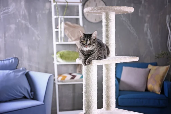 Katze sitzt auf Baum — Stockfoto