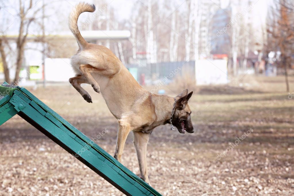 Training of working dog outdoors