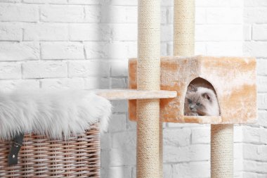 Kedi ağaç üzerinde sevimli kedicik 