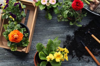 Güzel bitki ve Bahçe aletleri 