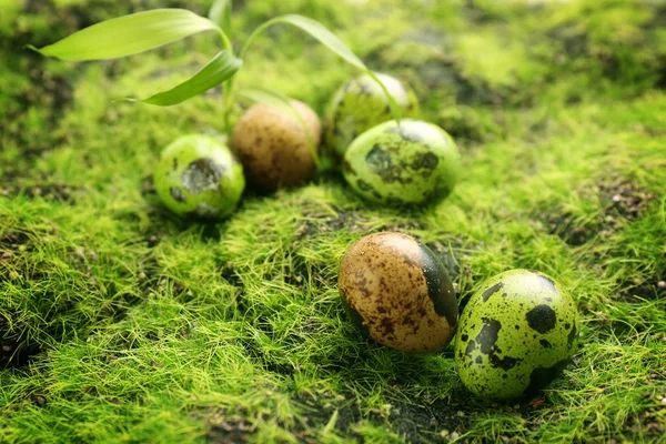 Ägg på grön gräsmatta — Stockfoto