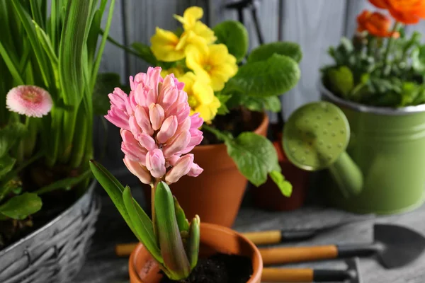 Beautiful hyacinth in pot on blurred background — Stock Photo, Image