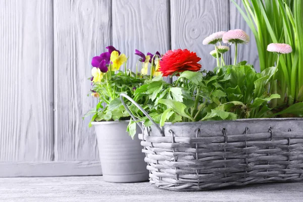 Composition with beautiful plants — Stock Photo, Image