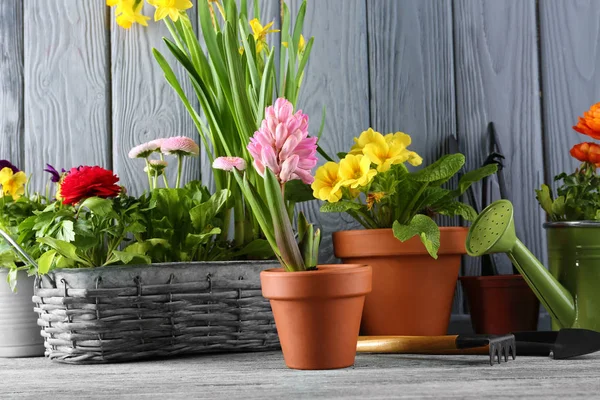 Beautiful plants in pots — Stock Photo, Image