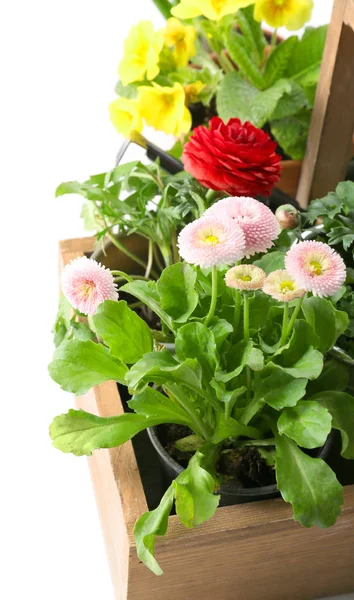 Houten mand met mooie planten op een witte achtergrond, close-up — Stockfoto