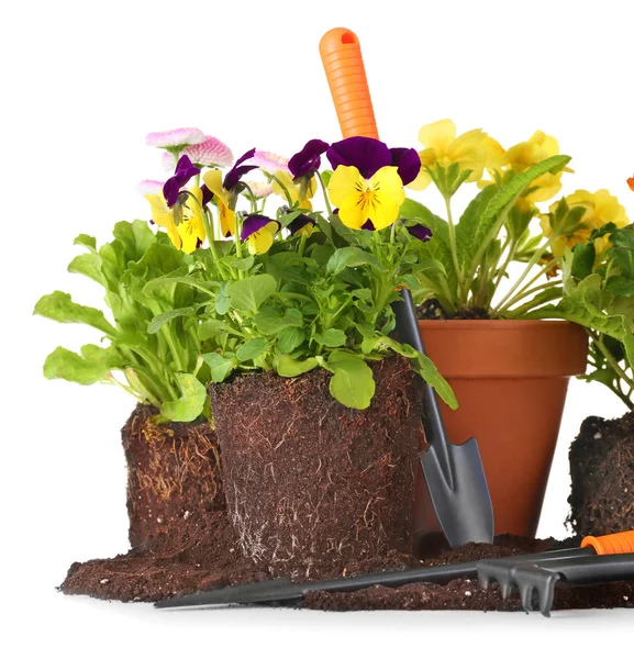 Plantas y herramientas de jardinería — Foto de Stock