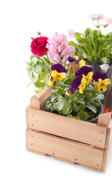 Wooden box with beautiful plants on white background — Stock Photo, Image