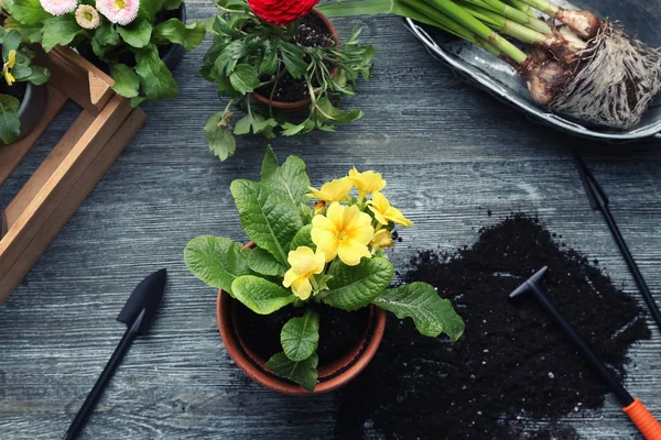 Hermosas plantas y herramientas de jardinería —  Fotos de Stock