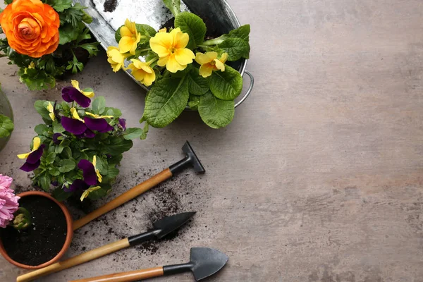 Belas plantas e ferramentas de jardinagem — Fotografia de Stock