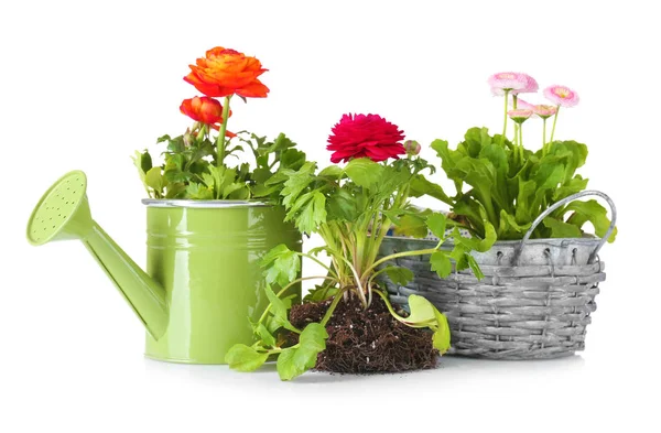 Composition with beautiful plants and watering can on white background — Stock Photo, Image