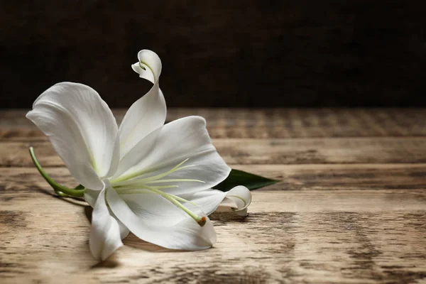 Vacker vit lilja — Stockfoto