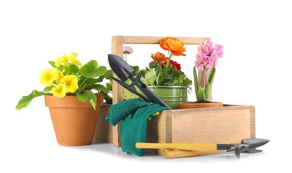 Beautiful plants and gardening tools — Stock Photo, Image