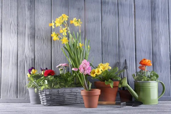 Beautiful plants in pots — Stock Photo, Image