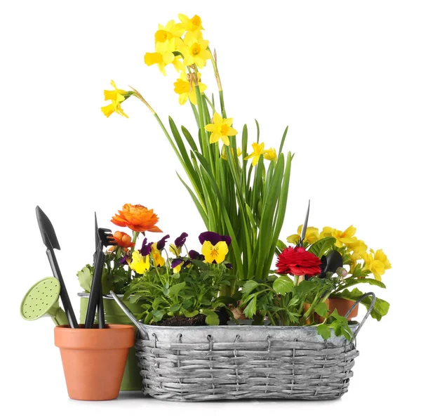 Plantas e ferramentas de jardinagem — Fotografia de Stock