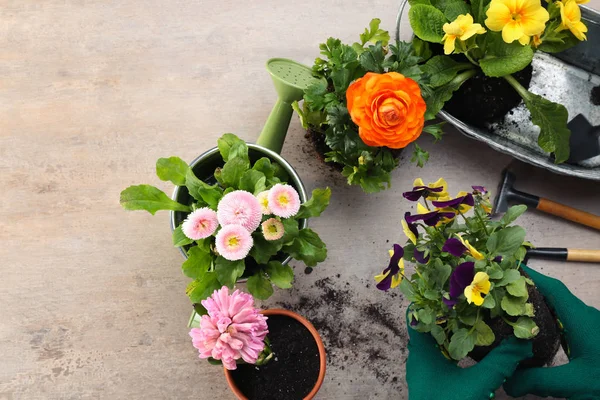 Händer plantera penséer på ljus bakgrund — Stockfoto