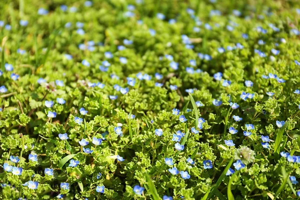 Bellissimi fiori blu all'aperto — Foto Stock