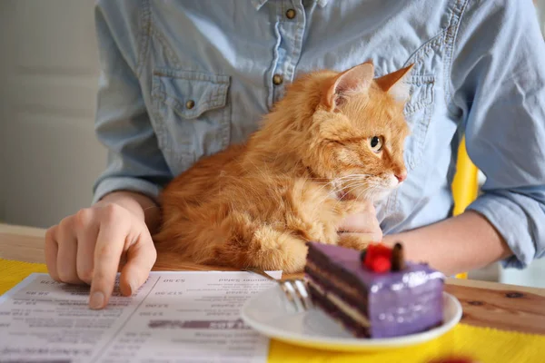 女人坐在餐桌的猫咖啡馆 — 图库照片